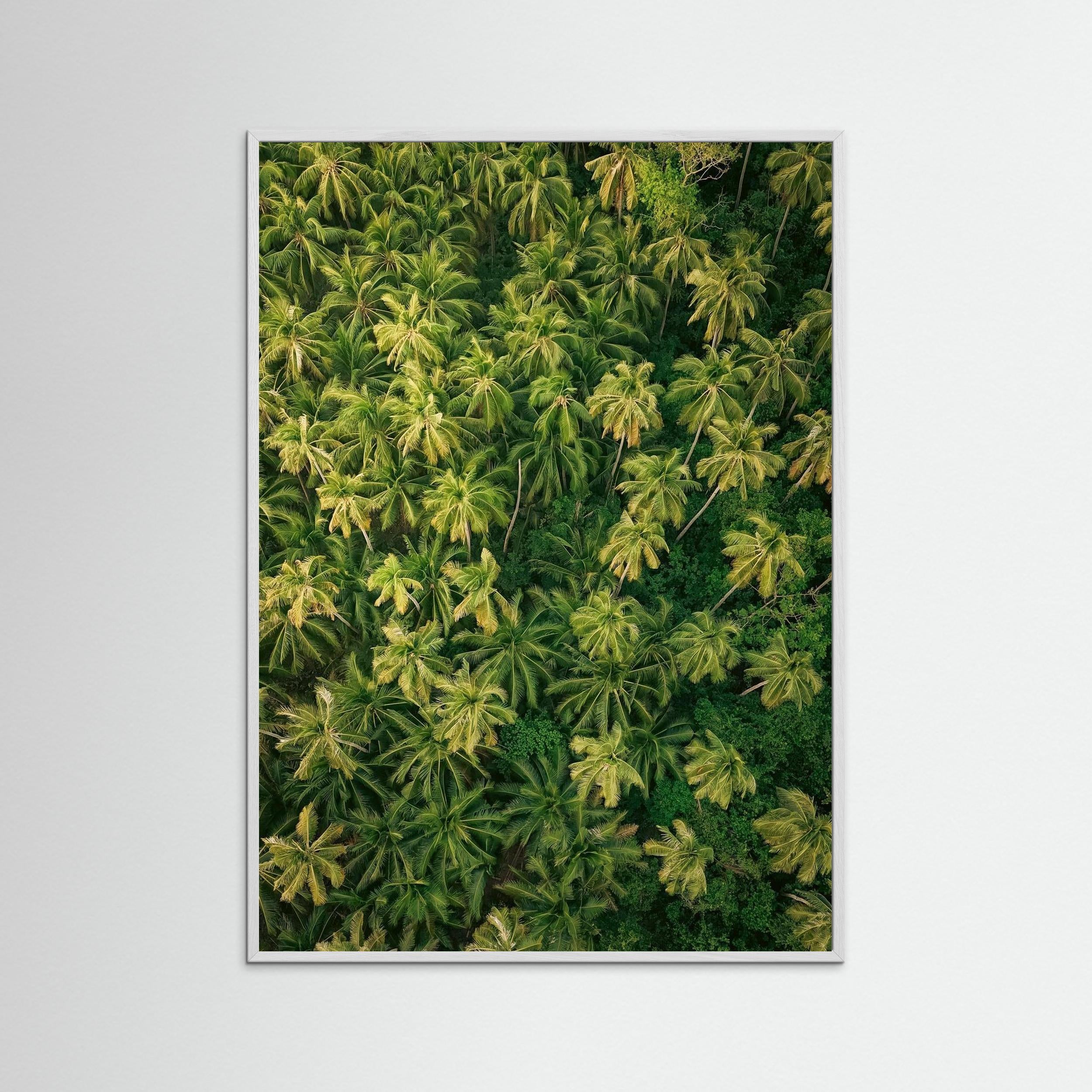 Palm Symphony - Siargao 2025