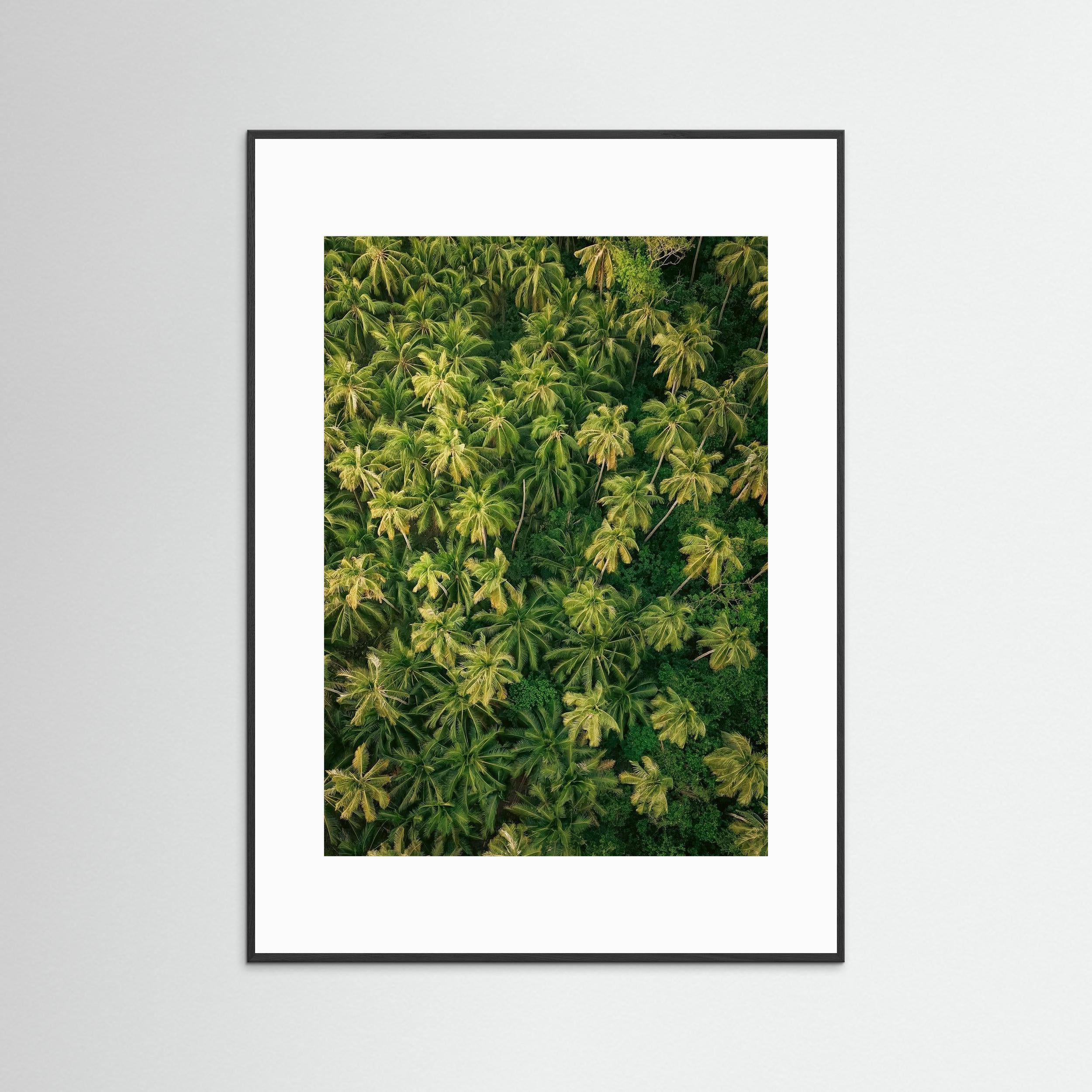 Palm Symphony - Siargao 2025