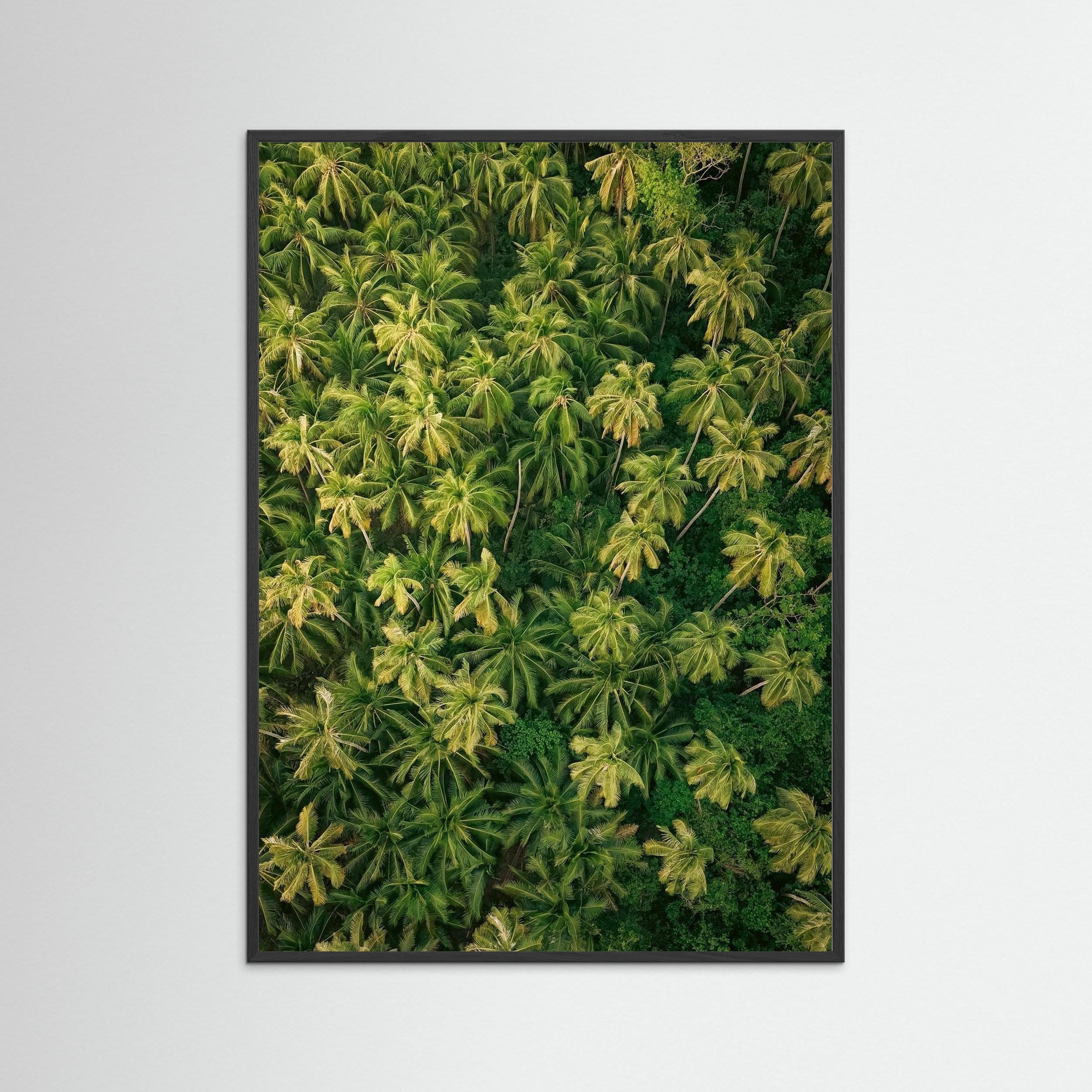 Palm Symphony - Siargao 2025