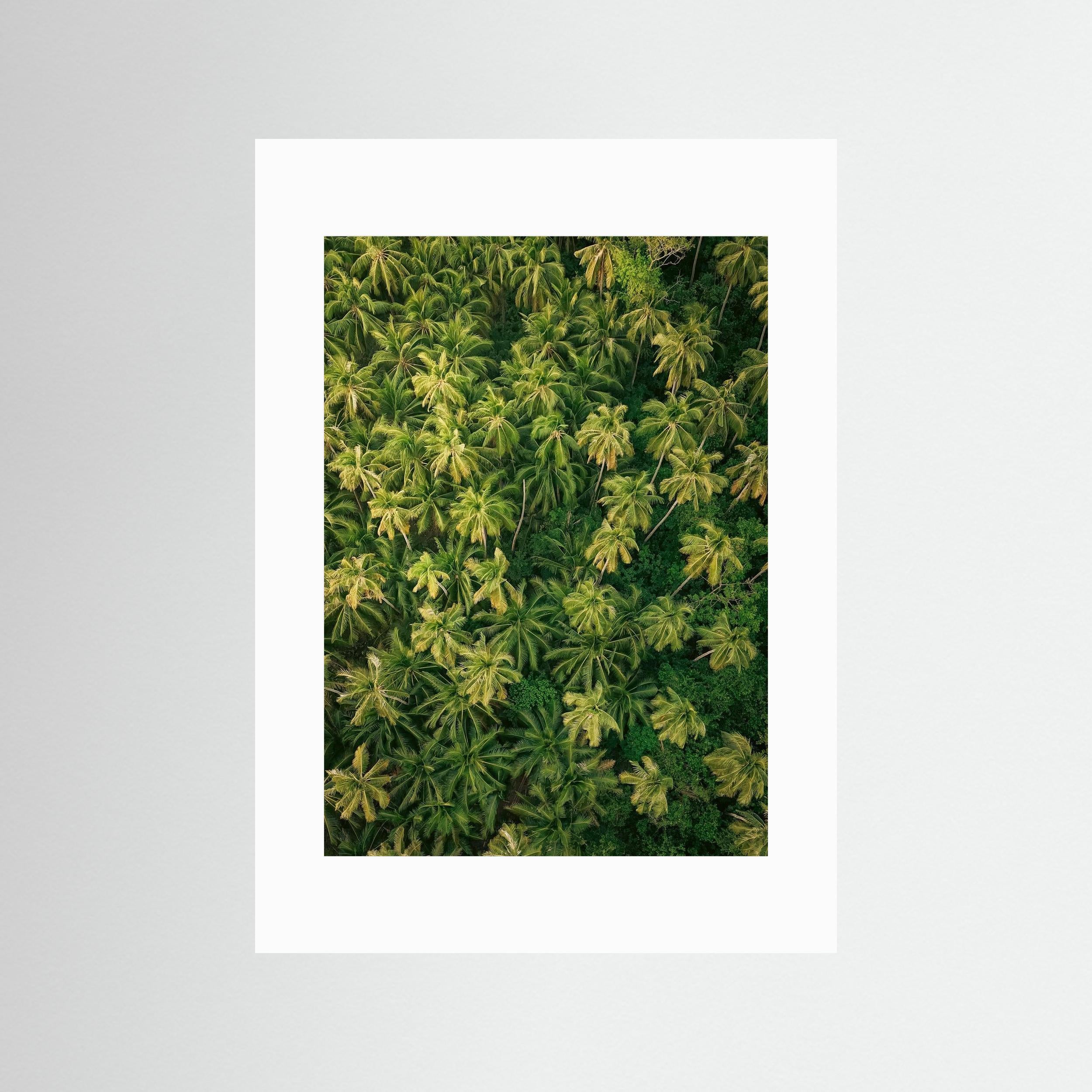 Palm Symphony - Siargao 2025